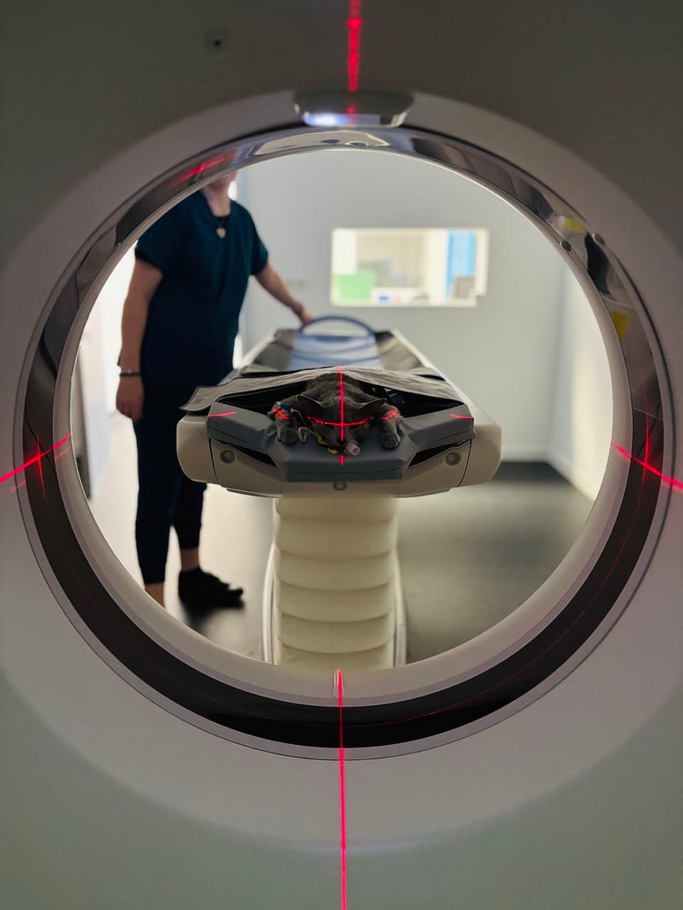 Imagerie vétérinaire
