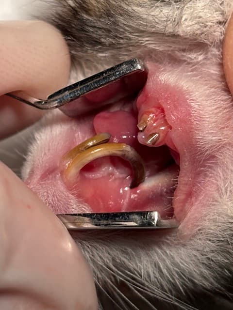 Dentisterie vétérinaire