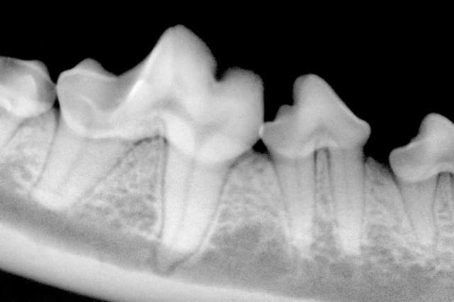 Dentisterie vétérinaire