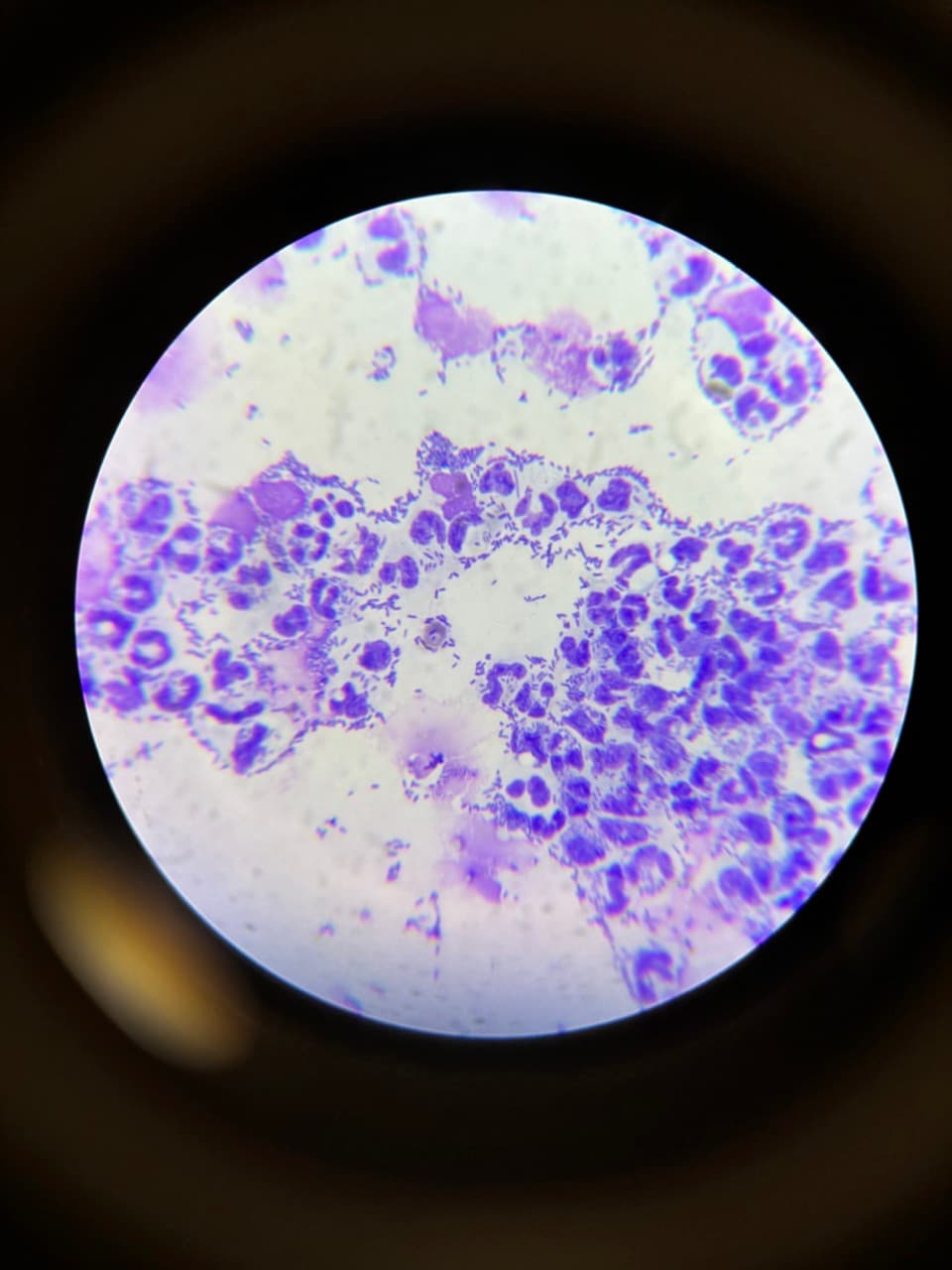 Médecine interne