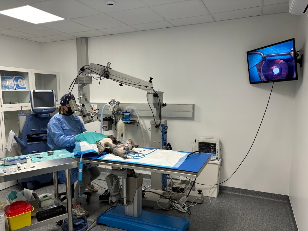 Ophtalmologie vétérinaire