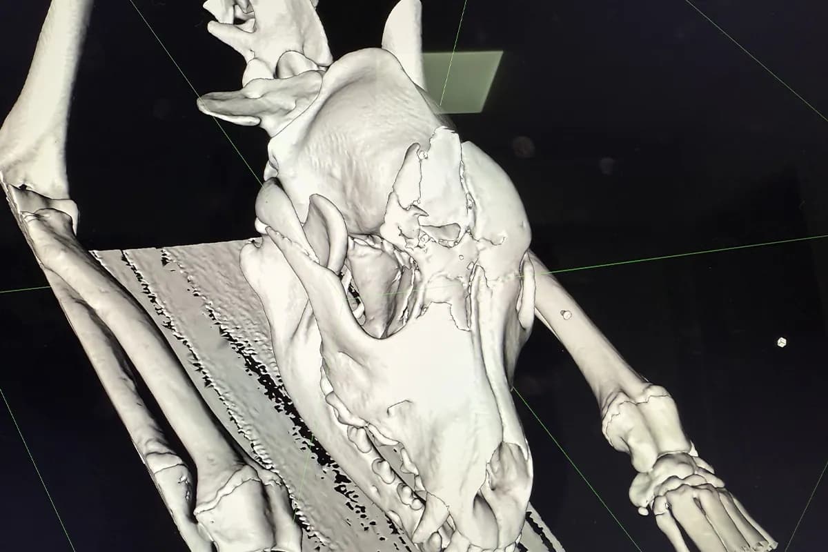 Scanner vétérinaire